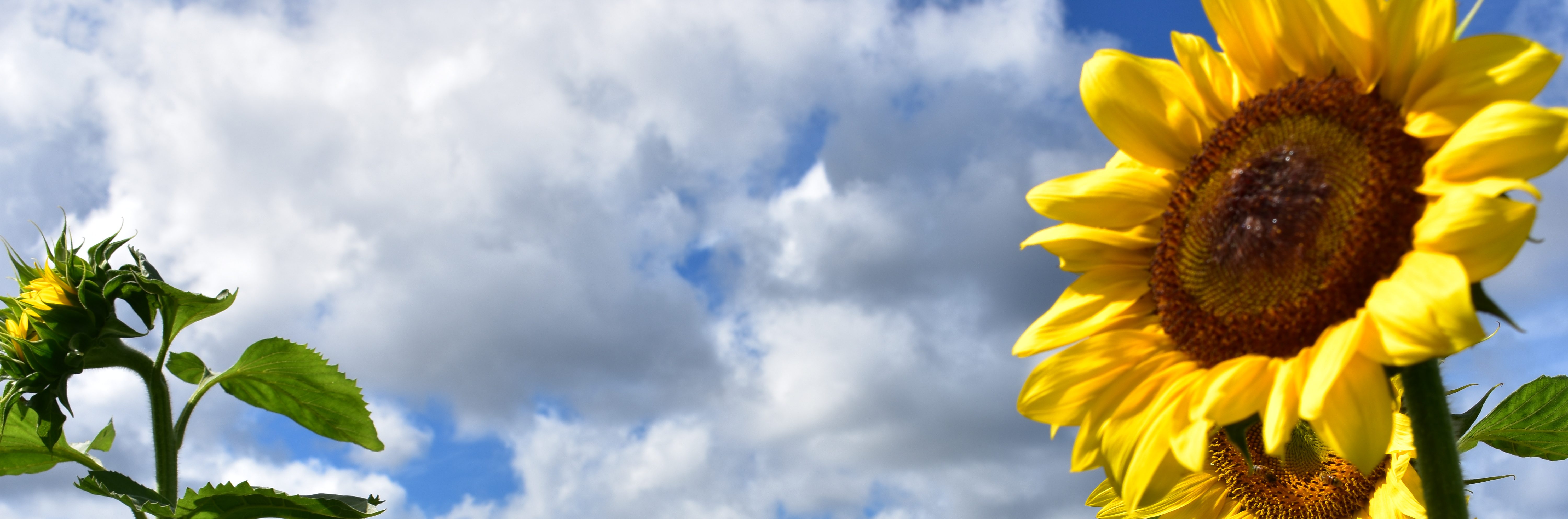 Surviving on Sunshine